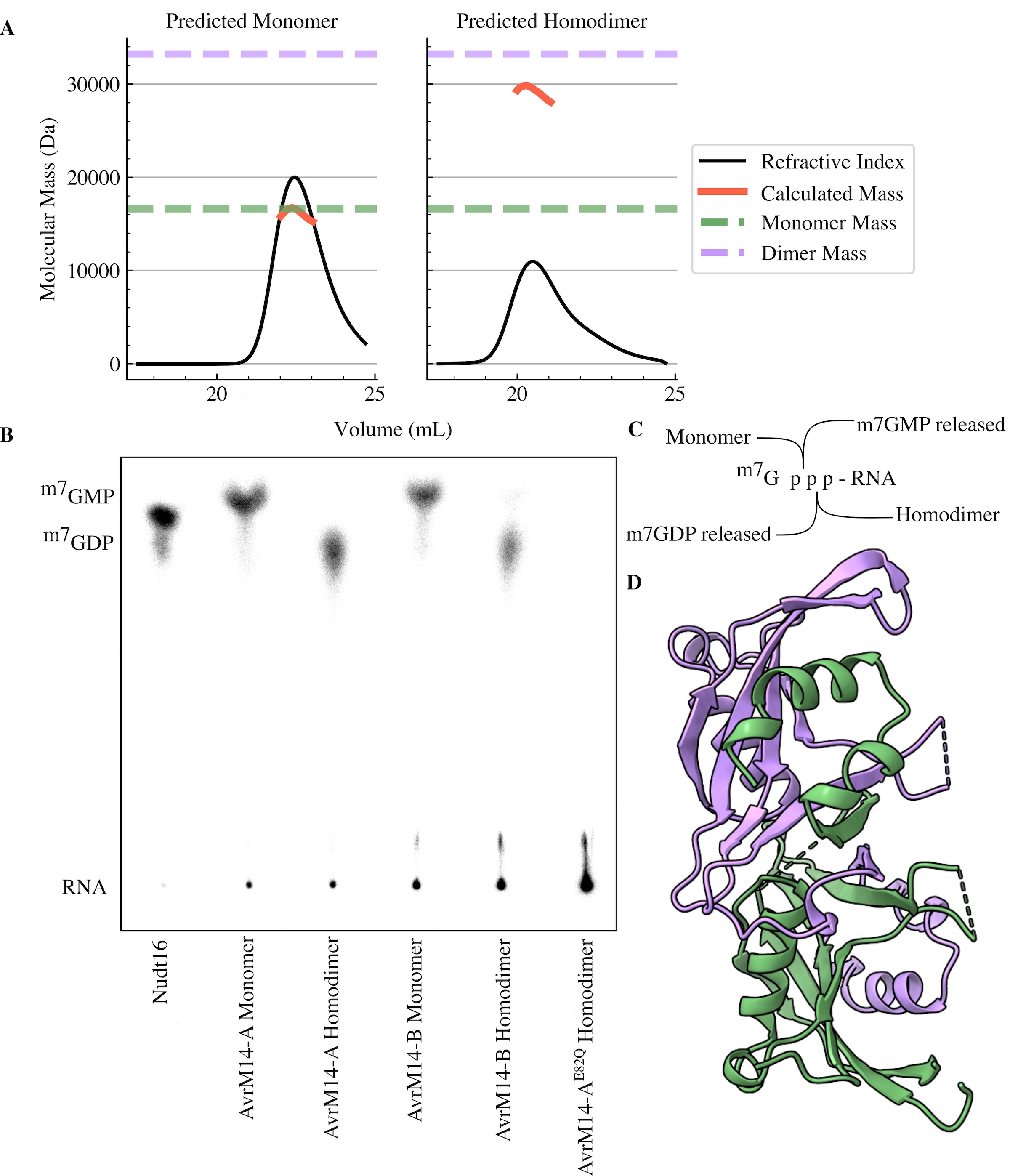 mRNA decapping effector
