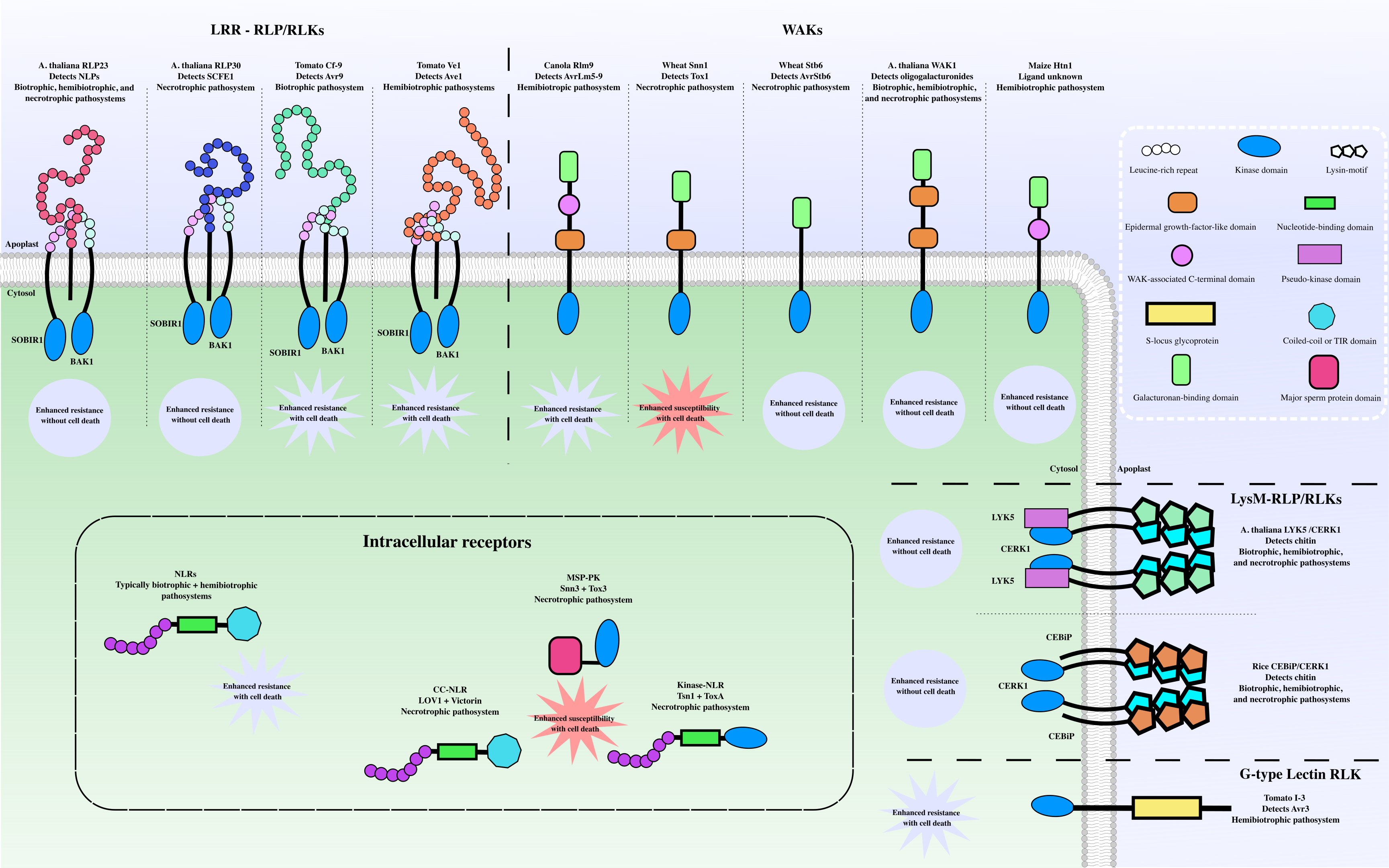 Plant-pathogen interactions
